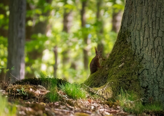 Squirrel on tree. Squirrel eating nut. Squirrel in the forest.