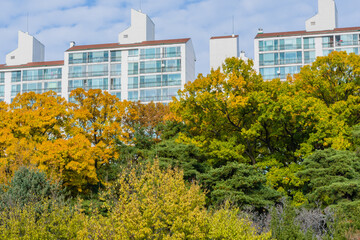 Landscape of trees in fall colors in front of tall apartment buildings under a cloudy sky