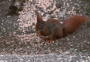 Squirrel eating nut. Squirrel in the forest.