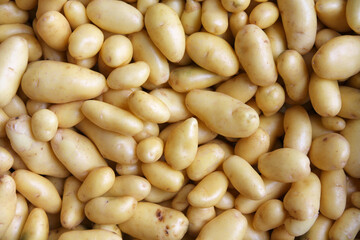 Pommes de terres nouvelles