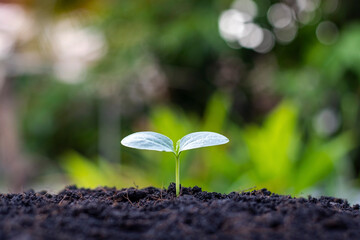 Small trees with green leaves, natural growth and sunlight, the concept of agriculture and sustainable plant growth.