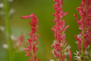 close up of pink flowers