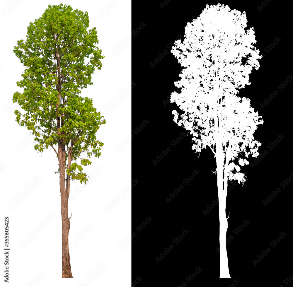 Aufkleber isolated tree on white background with clipping path