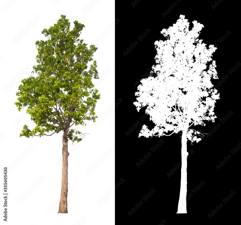 Poster isolated tree on white background with clipping path