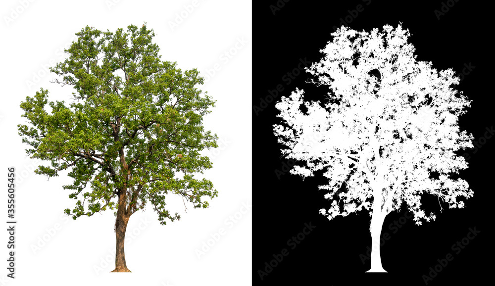 Poster isolated tree on white background with clipping path