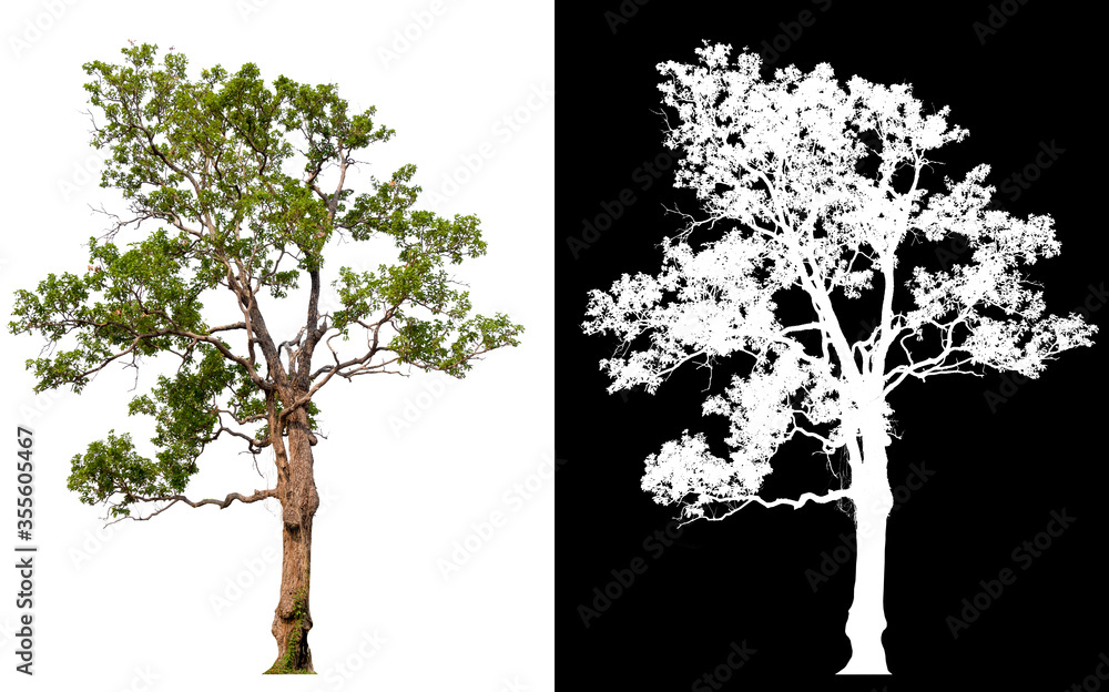 Poster isolated tree on white background with clipping path