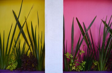 Tropical Plants Against Pink And Yellow Wall