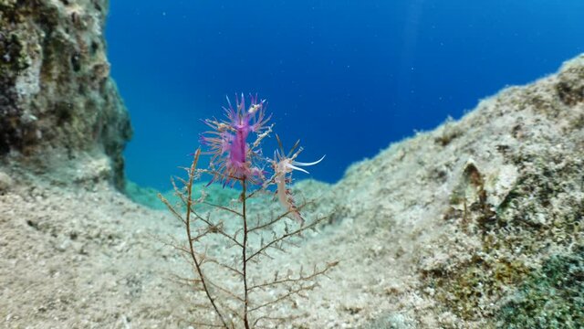 nudibranch close up underwater on hidra colony purple pink color flabellina ocean scenery