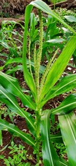 Obraz premium Corn tree flowers that begin to grow into fruit. Lush green corn trees in the garden.