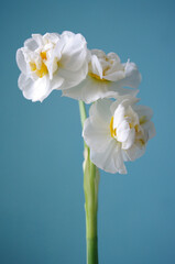 Naklejka na ściany i meble White narcissus on blue background, spring flowers. copy space.