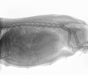 X-ray of a pregnant Dachshund dog with 6 puppies in the uterus. On the right is the bitch's pelvis, on the left you see the stomach. Isolated on white