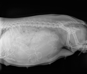 X-ray of a pregnant Dachshund dog with 6 puppies in the uterus. On the right is the bitch's pelvis,...