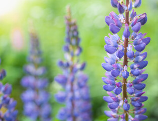 lupin flower on a blurred background.