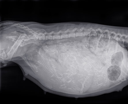 X-ray of a pregnant Dachshund dog with 8 puppies in the uterus. On the left is the bitch's pelvis, on the right you see the stomach. Isolated on black