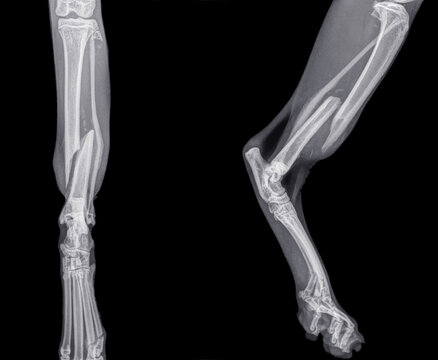 Digital front and side view X ray of the  hind leg of a cat with a fracture of the shinbone (tibia). Isolated on black
