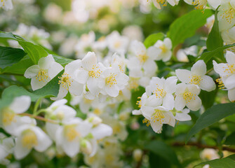 Twig with white jasmine flower in spring