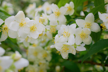 Twig with white jasmine flower in spring