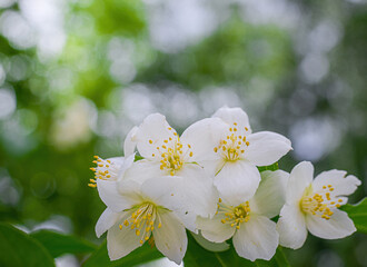 Twig with white jasmine flower in spring