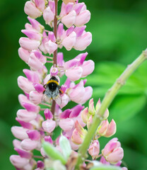 lupin flower on a blurred background.