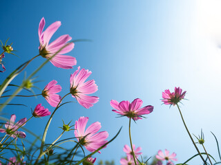 beautiful cosmos flowers on blue background.