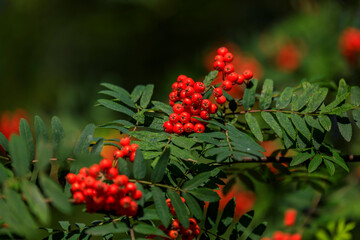 Branch of red rowanberries on an ash tree with the background of green tree leaves, wild forest near Stockholm Sweden