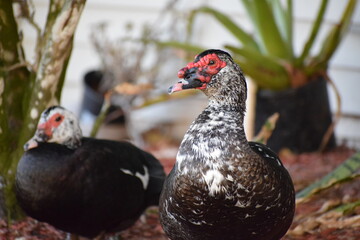 Muscovy Ducks in Florida