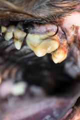 Close-up of severe tartar on a decayed cheek-tooth in a dog with bad smell