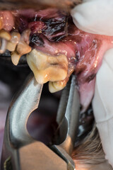 Close up of removing the sick tooth with tartar from dog mouth by a veterinarian