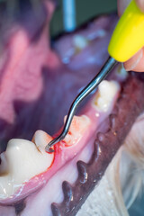 Ultrasonic tartar cleaning of teeth by a veterinarian in a dog