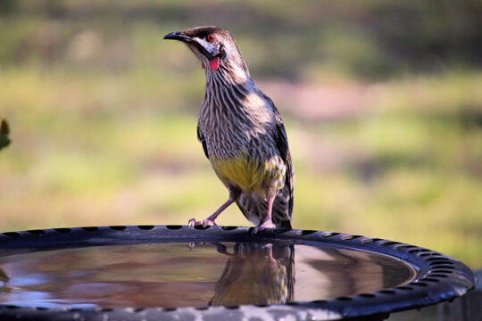 Red Wattlebird at bird bath, South Australia