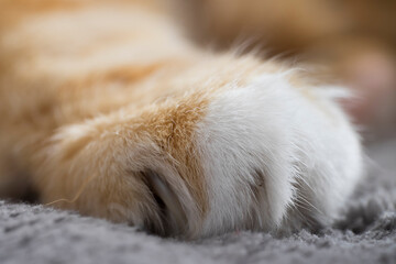 Close-up of Cat's paw. Focus on the hairs of the ginger cat