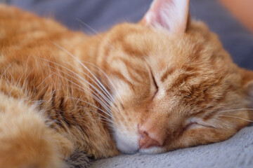 Ginger cat sleeping on a gray blanket. The eyes are closed