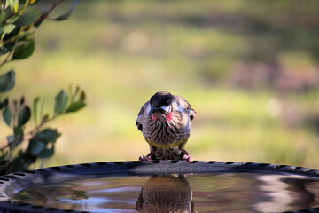 Red Wattlebird at bird bath, South Australia