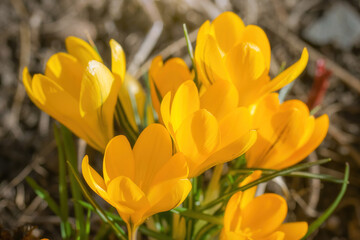 Fresh flowers of yellow crocus in spring.