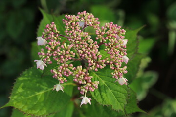 ガクアジサイのピンクの花