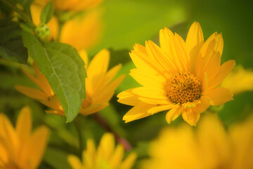 Calendula officinalis