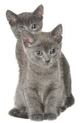 Two small gray shorthair kitten sitting isolated