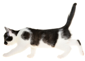 black-white small kitten goes forward side view