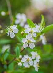 Branch of a tree with white flowers