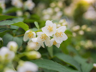 Twig with white jasmine flower in spring