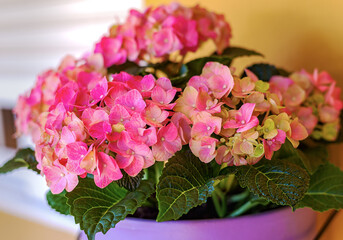 Pink Hydrangea in a Pot - Pink Flower Petals