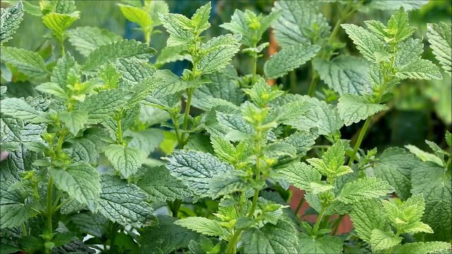 stinging nettle in the nature,  alternative medicine 

