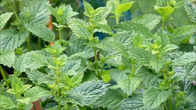 stinging nettle in the nature,  alternative medicine , zoom in
