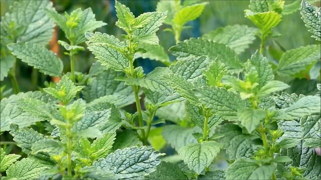 stinging nettle in the nature,  alternative medicine , zoom in
