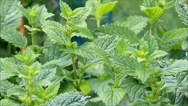 stinging nettle in the nature,  alternative medicine , zoom in
