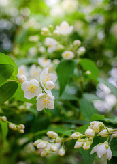 Twig with white jasmine flower in spring