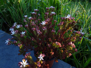 Sedum en fleur