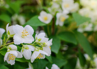 Twig with white jasmine flower in spring