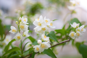 Twig with white jasmine flower in spring