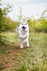 A grey and white Siberian Husky dog is running in a field in a grass. His eyes are brown, he is really happy. There is a lot of greenery, grass, and yellow flowers around her. The sky is grey.